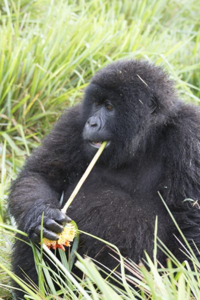 Female mountain gorilla eating paintbrush (Kniphofia acraea) in Volcanoes National Park, Rwanda.Photo credit: T. Smiley Evans.