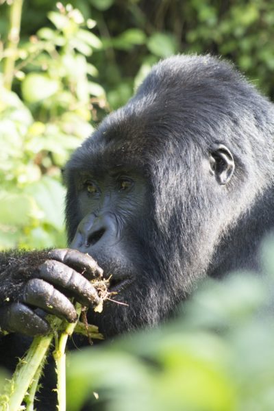 Silverback mountain gorilla eating a Cardus species root in Volcanoes National Park, Rwanda. Photo credit: T. Smiley Evans.