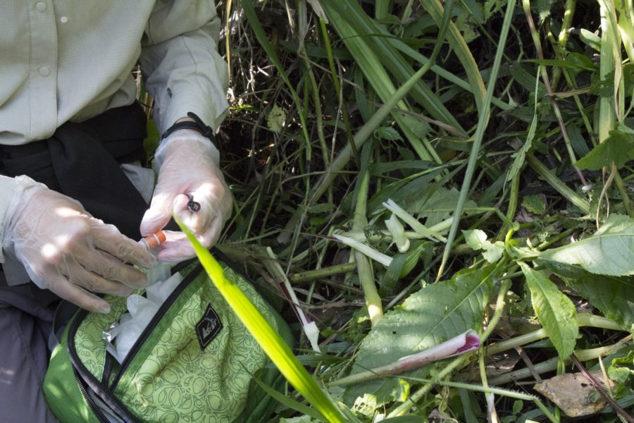 Researcher collecting chewed wild celery (Peucedanum linderi) from mountain gorillas in Bwindi Impenetrable Forest, Uganda. Photo credit: T. Smiley Evans.