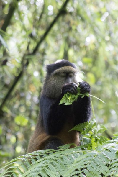 The IUCN Red List classifies the golden monkey as endangered due to habitat destruction, including illegal activities such as tree extraction. Photo credit: Sue Palminteri.