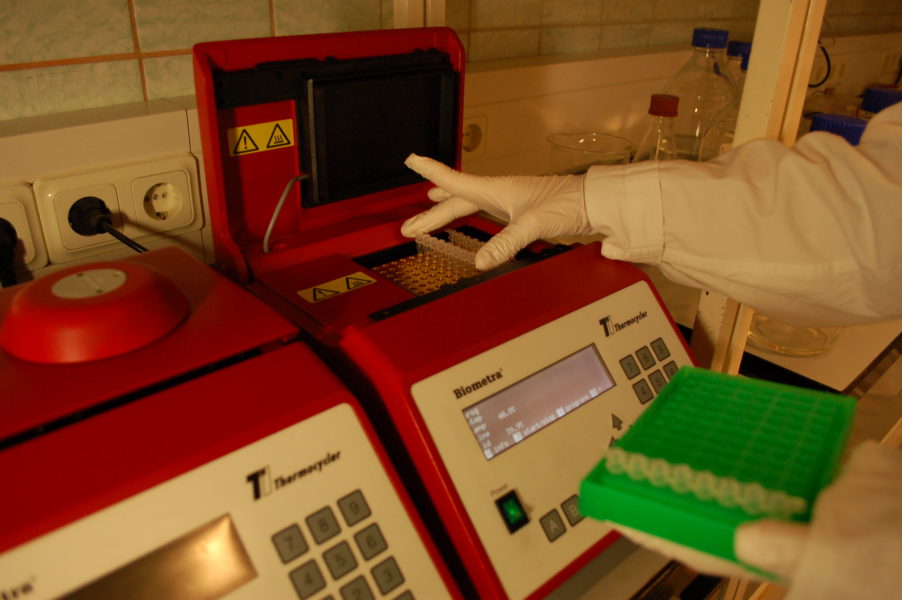 Researcher placing a strip of eight PCR tubes into thermal cycler. Photo credit: Karl Mumm.