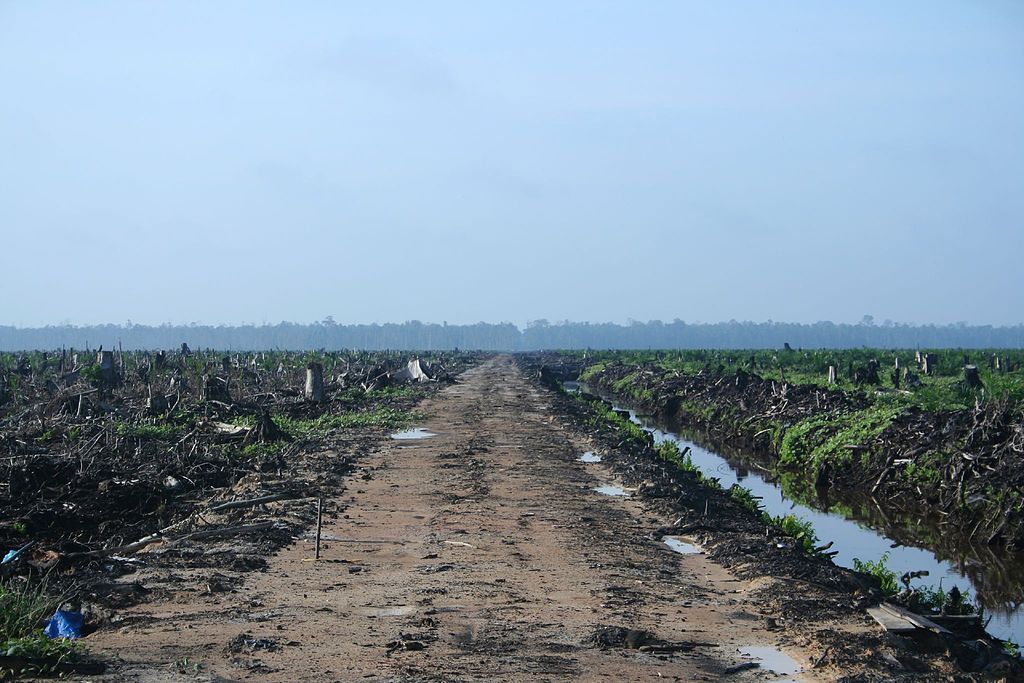 Deforestation for palm oil in Riau, Sumatra, Indonesia. Photo credit: Hayden.