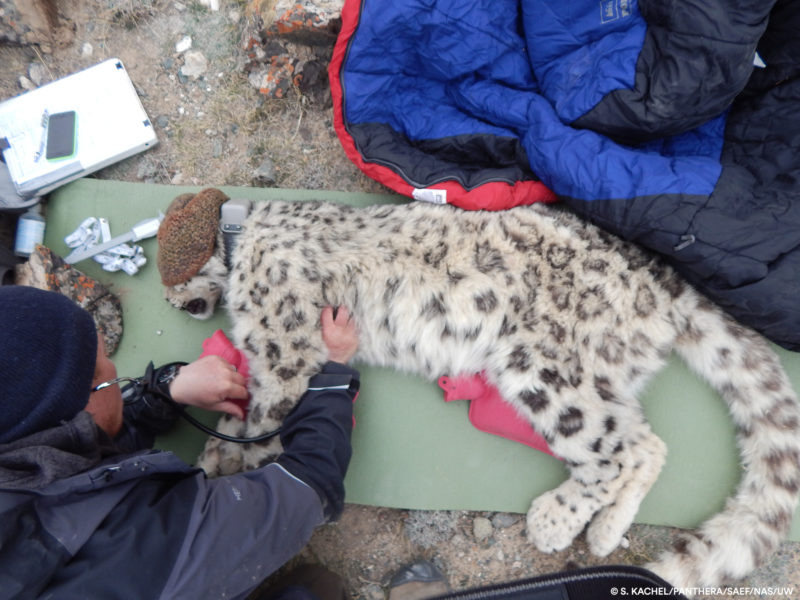 Wildlife Conservation Society (WCS) veterinarian Martin Gilbert checking snow leopard female’s (“Ak Shoola”) respiratory rate, Kyrgyzstan. Photo credit: S. Kachel-Panthera-SAEF-NAS-UW.