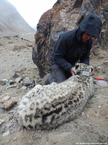 Principle Investigator Shannon Kachel fitting second female snow leopard (“Ak Shoola”) with GPS collar, Kyrgyzstan. Researchers do this immediately after checking the cat’s airway, as it's their foremost priority aside from keeping the animal healthy and safe. Photo credit: M. Gilbert-Panthera-SAEF-NAS-UW.