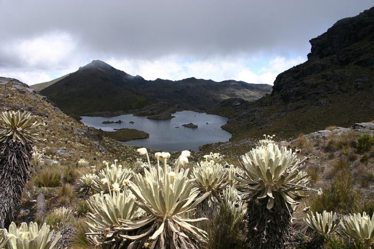 Santurban moorlands in Colombia. Photo by Grupo Areas Protegidas CORPONOR via Wikimedia Commons