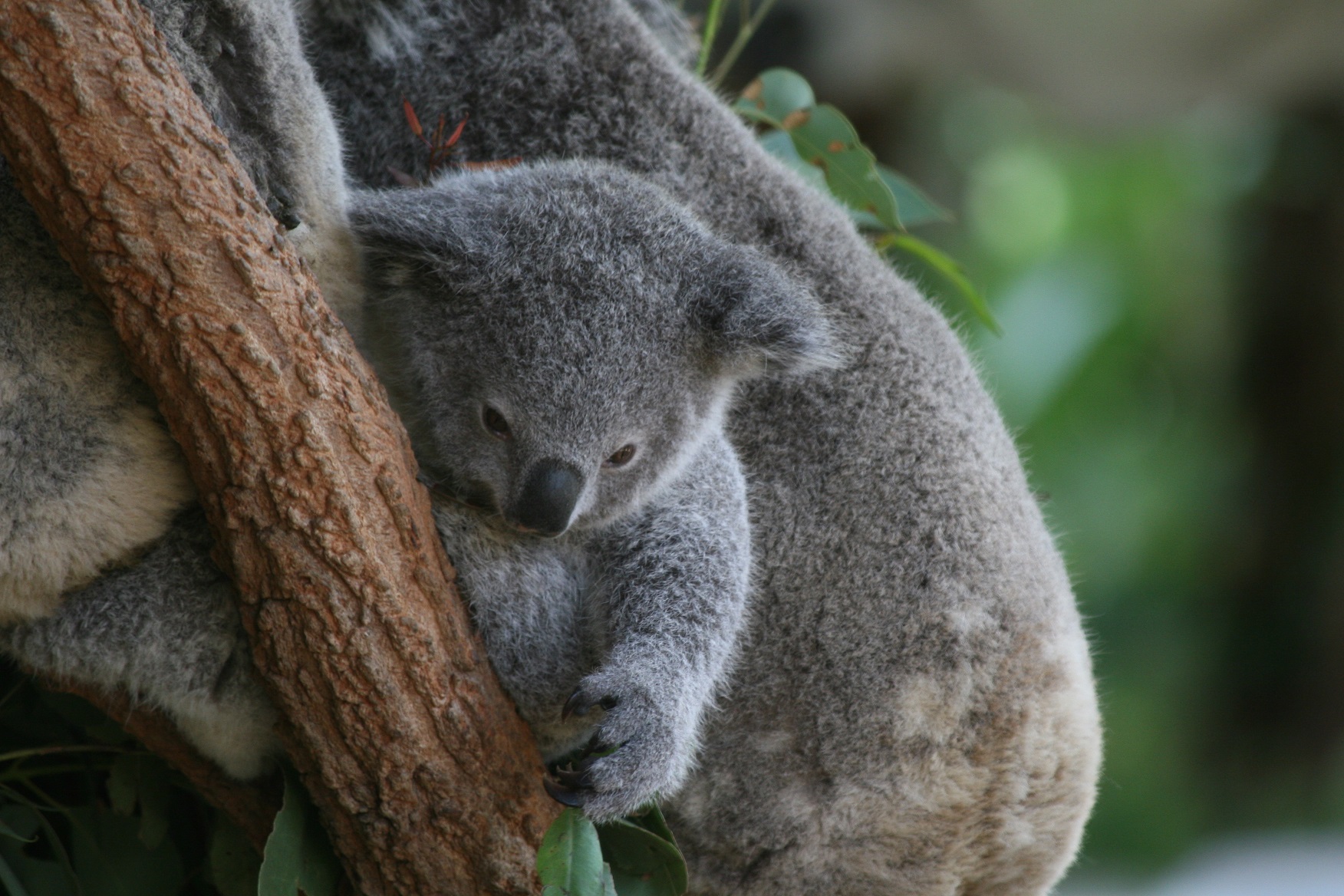 Красная коала. Коала в Австралии. Эндемики Австралии коала. Коала на эвкалипте. Куала Эстетика.