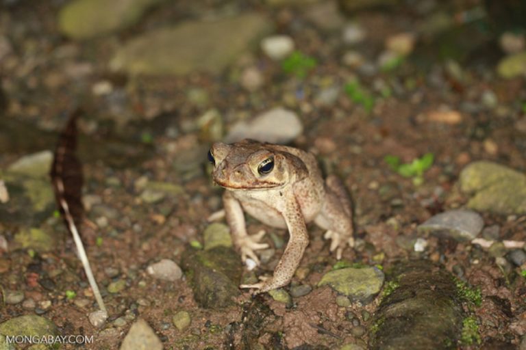 Rhinella granulosa toad in Chocó-Darien, Colombia. Photo by Rhett A. Butler.