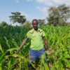 In Tishimale Village, Konso, Belachew and 147 other farmers use flood farming techniques to grow crops three times a year. Without these methods to adapt to the drought and the shortage of rain, it would be impossible to grow sustainably in this dry region. Image by Solomon Yimer.