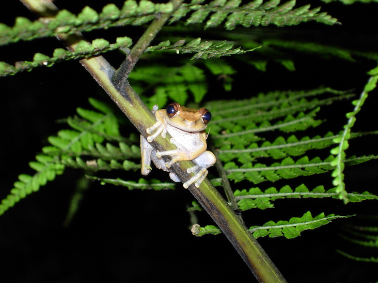 The common mist frog of Australia perched on a stem. The tiny species is threatened by habitat loss, climate change, and disease. Photo by Betsy Roznik.