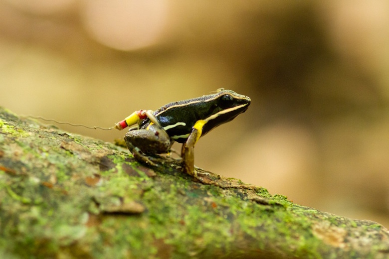 A brilliant-thighed poison dart frog wears a harmonic direction finder tag on its waist. Note the tiny springtail hitching a ride on its head. Photo by Andrius Pašukonis.