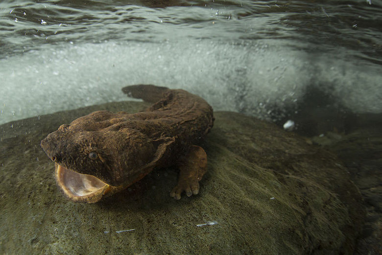 Eastern hellbender, Hellbenders can grow longer than two feet, making them North America's largest salamander. Photo courtesy of Freshwaters Illustrated/Dave Herasimtschuk/USDA.