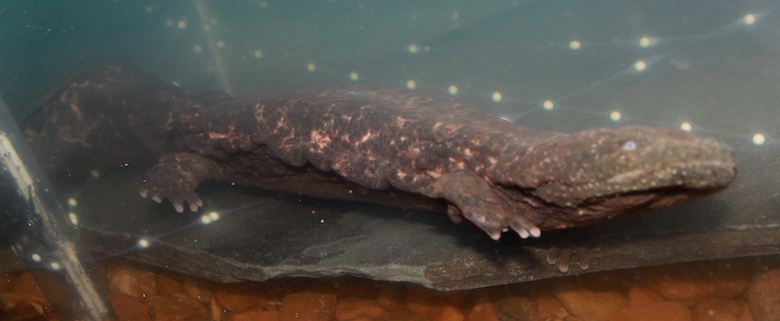 A female eastern hellbender with recently laid eggs (white balls) at the Nashville Zoo. Photo by Christian Sperka / Nashville Zoo.