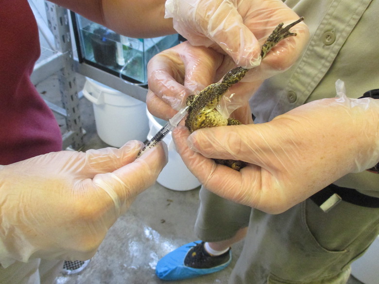 A Puerto Rican crested toad is injected with Amphiplex at the Fort Worth Zoo. Photo courtesy of the Fort Worth Zoo.