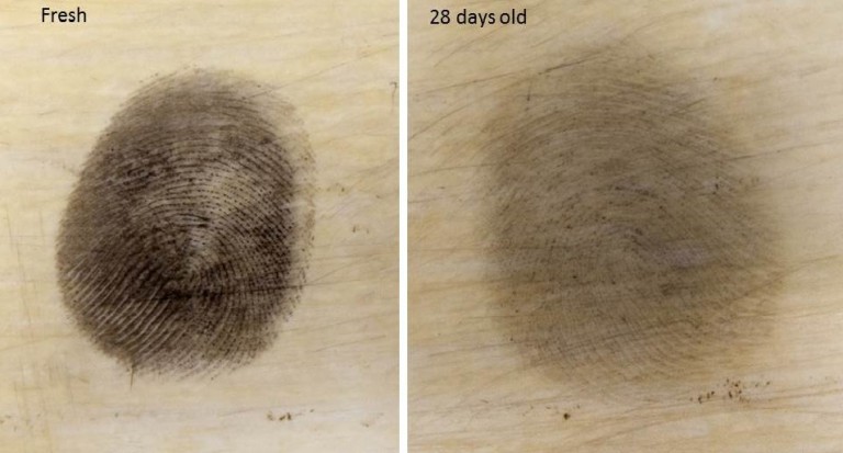 Comparison of a fresh fingerprint on ivory enhanced with reduced-scale powder versus a 28-day old fingerprint on ivory. Photos courtesy of the Metropolitan Police Service of London.  