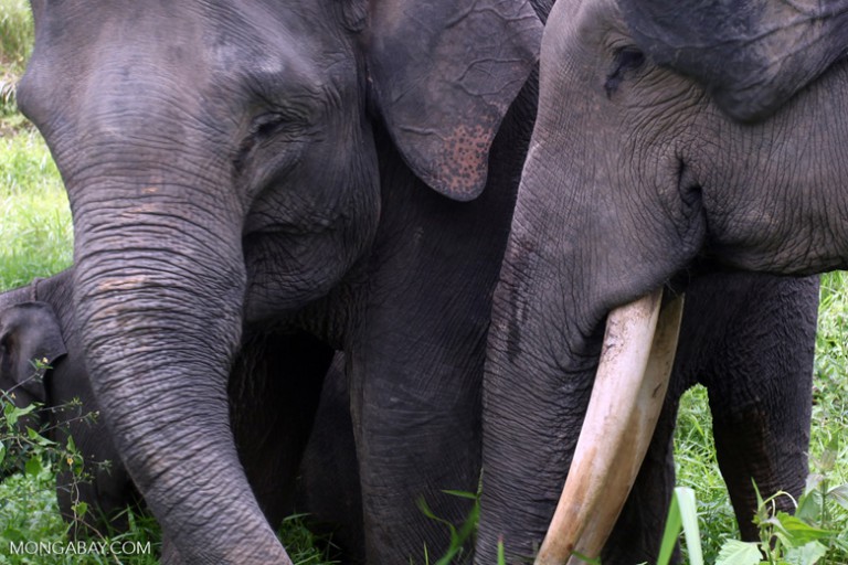  Sumatran elephant shows off large tusks. Photo Credit: Rhett Butler/Mongabay.com 