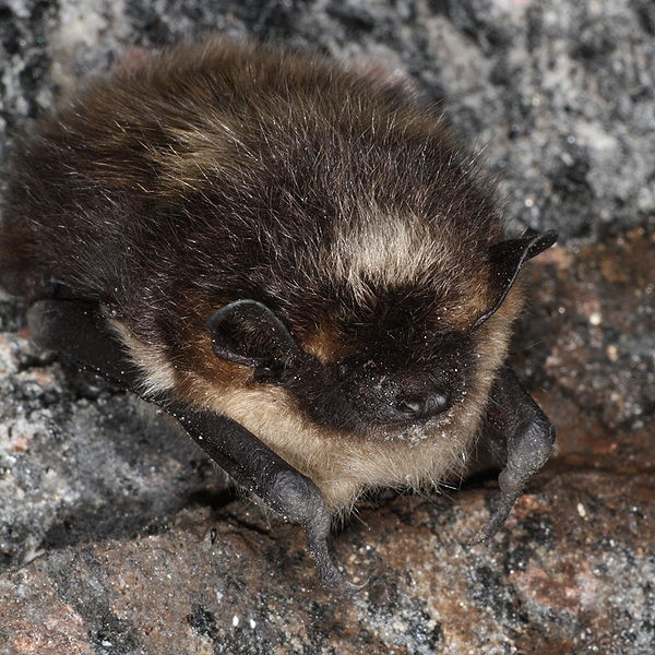 Northern Bat=Eptesicus_nilssonii_hibernating_Magne Flåten Wikimedia