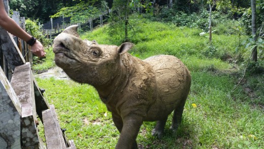 Tam the rhino remains healthy and able to produce viable sperm.