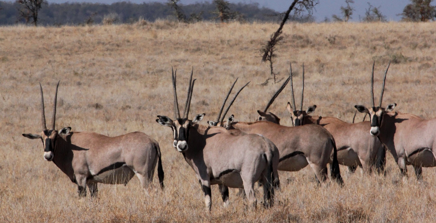 Oryx in northern Kenya. 