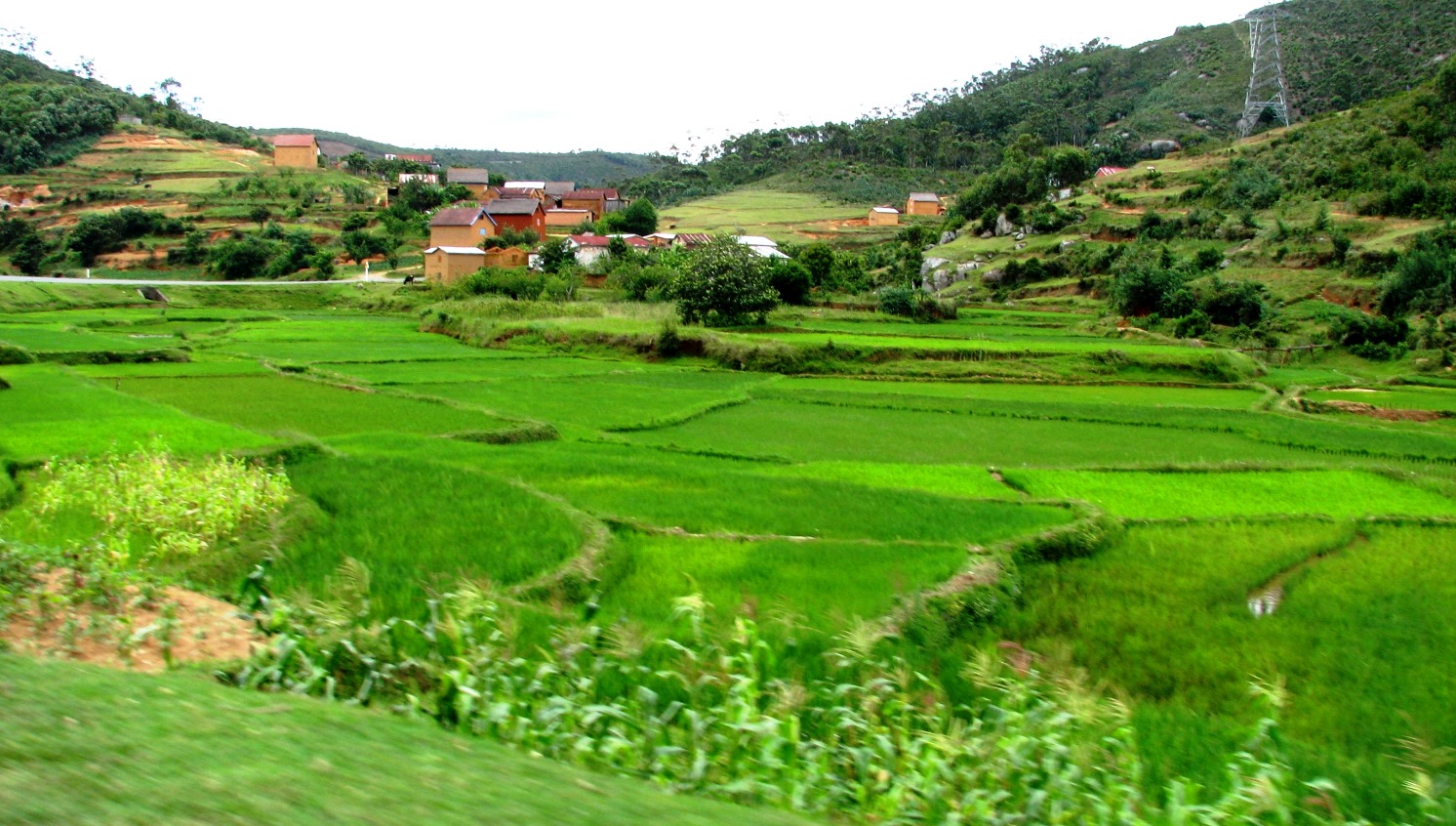 Rice paddy fields near Madagascar's