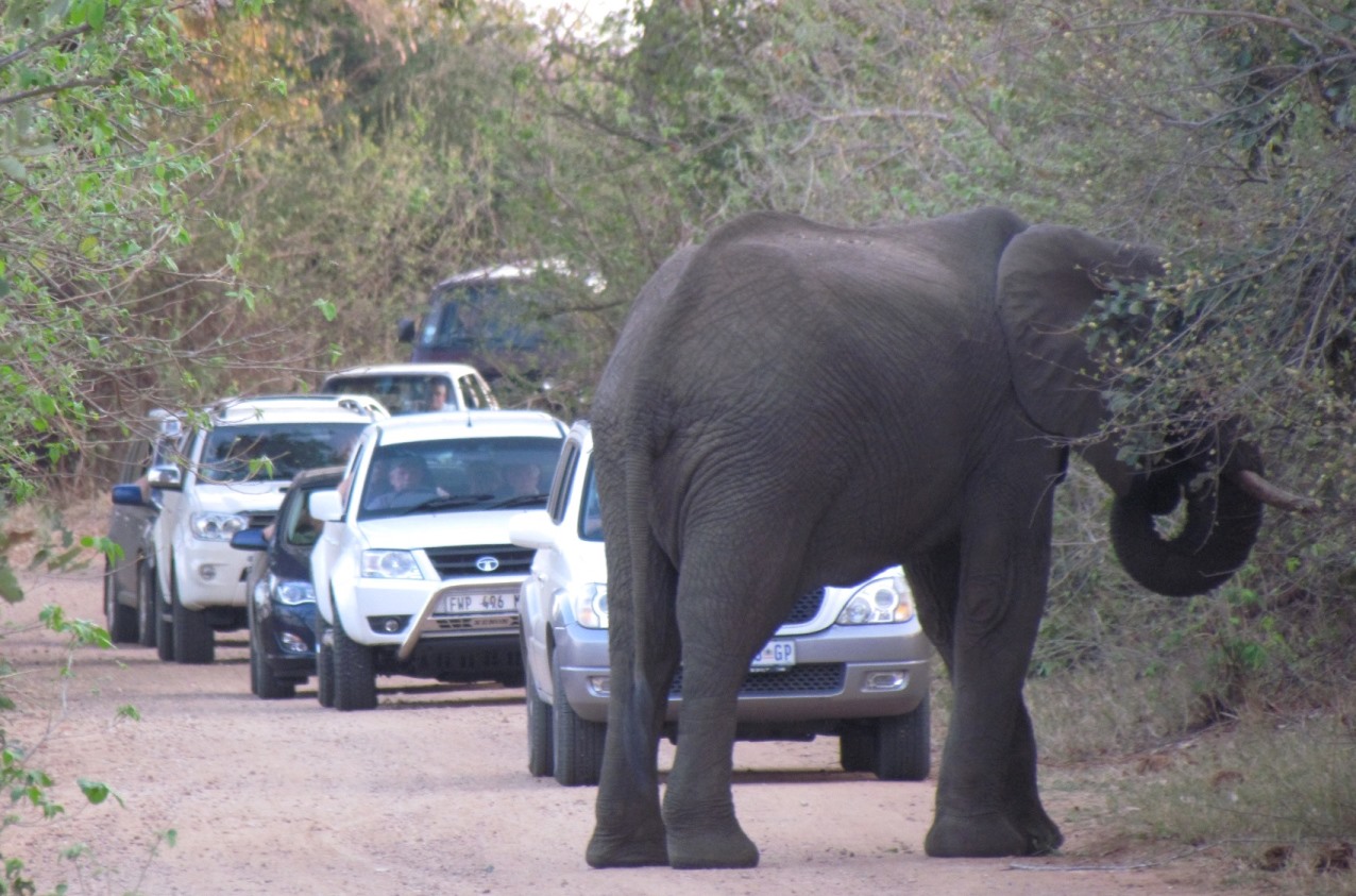Elephant blocking traffic